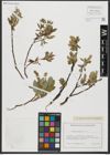 Foto von Salix hastata L.
